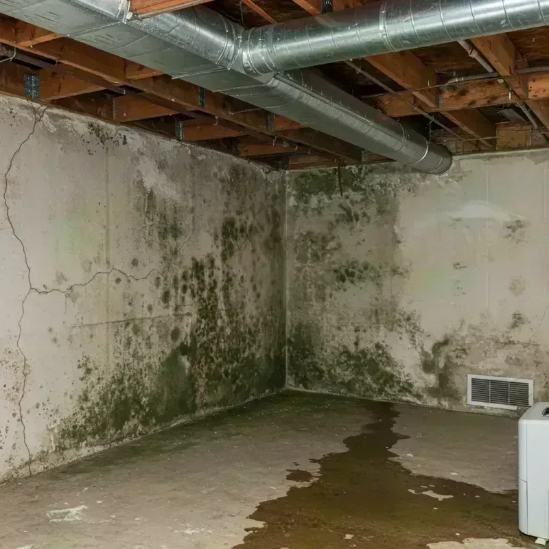 Professional Mold Removal in Mahomet, IL